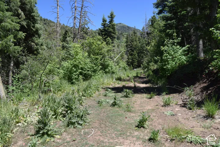Forest landscape with varied tree species, a clear sky, and a natural ground cover of grasses and small plants