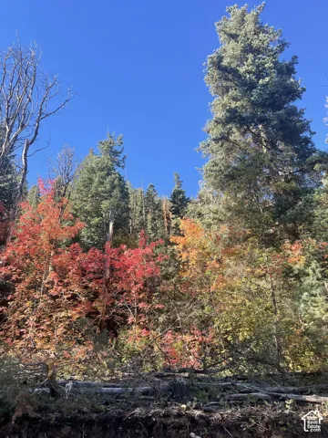 Wooded landscape with mature trees displaying vibrant autumnal foliage
