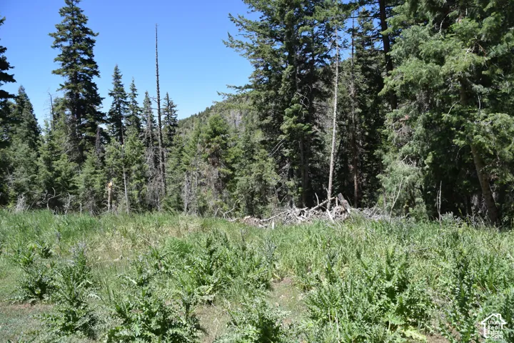 Expansive forested landscape featuring mature evergreen trees and natural ground cover