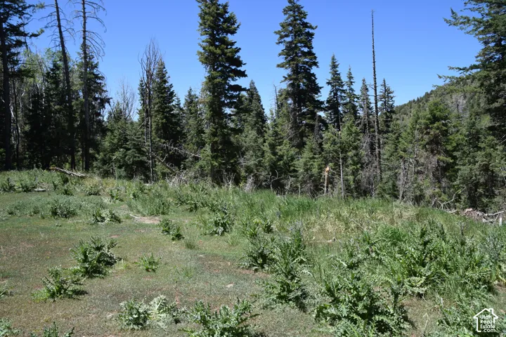 Expansive natural landscape featuring a clearing with varied ground cover and a dense forest background