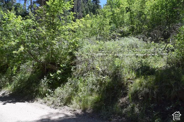 Natural, undeveloped terrain featuring dense foliage and varied ground cover