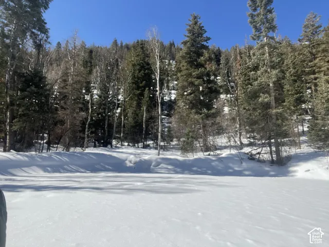 Snow-covered landscape featuring a dense forest of evergreen and deciduous trees