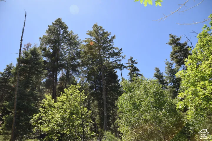 Mature trees providing a natural setting with varied foliage