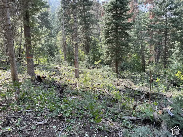 Wooded property featuring mature evergreen trees