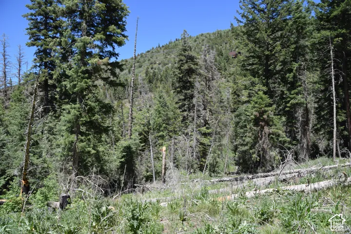 Wooded landscape featuring a mix of mature evergreen trees and natural ground cover