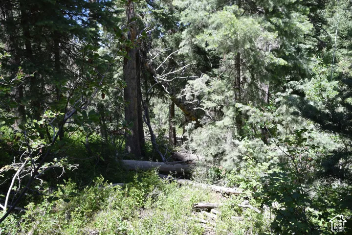 Forested parcel featuring mature pine trees, varied undergrowth, natural terrain, and partial sunlight