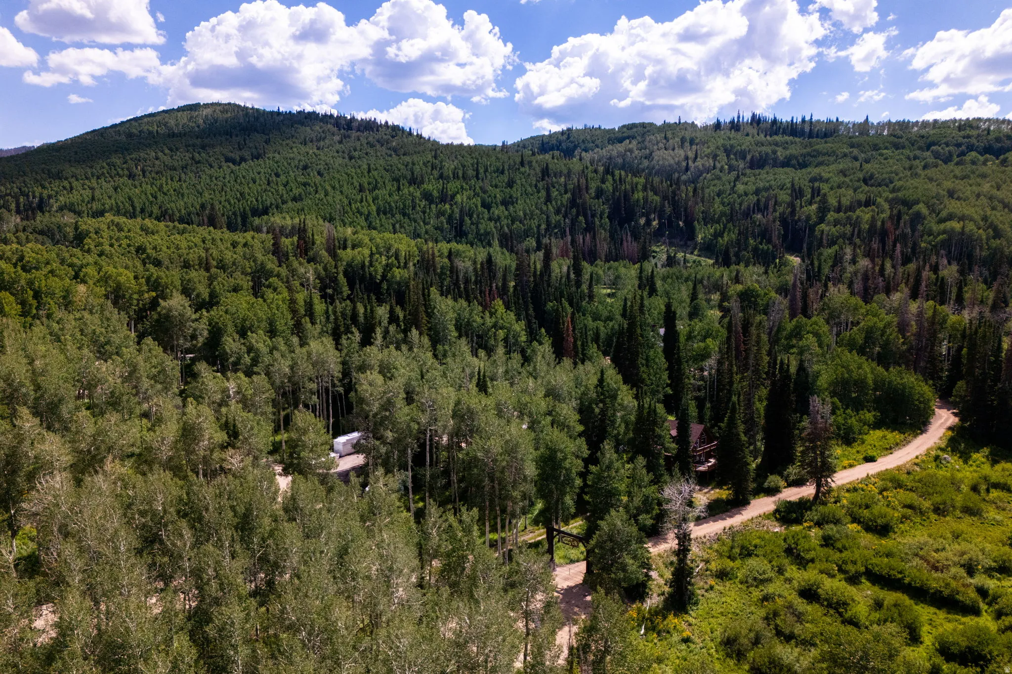 Expansive forest landscape featuring a winding dirt road and diverse tree canopy