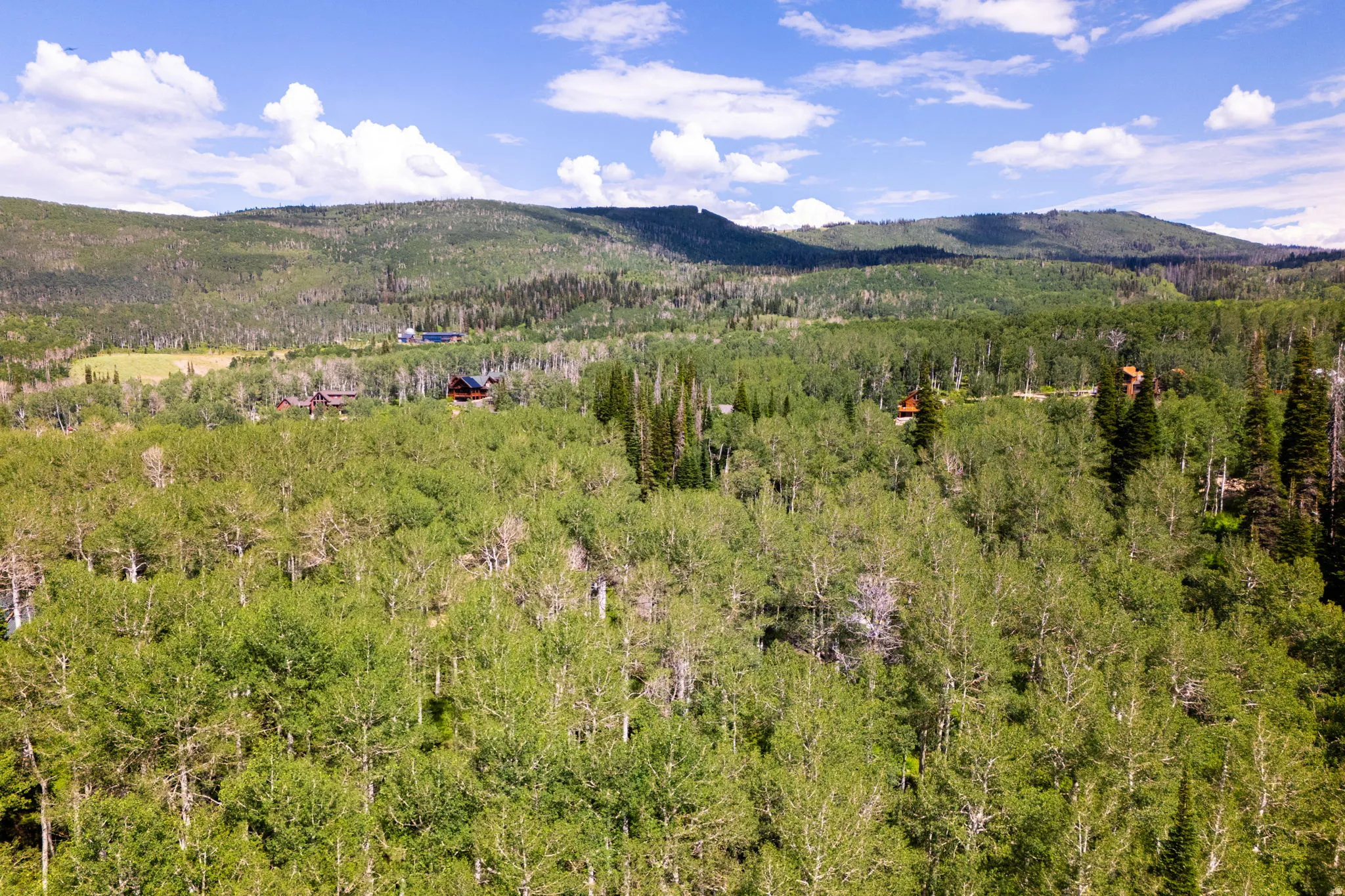Expansive forested landscape featuring dense tree coverage