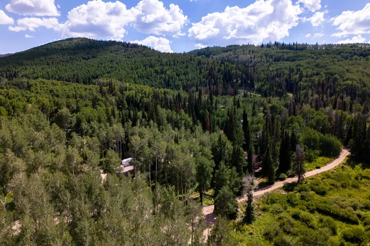 Expansive forest landscape featuring a winding dirt road and diverse tree canopy