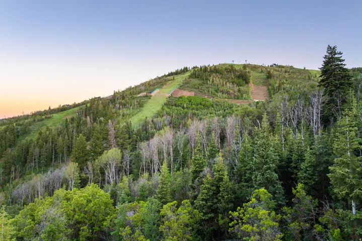 Expansive mountain landscape featuring varied tree species and visible ski runs
