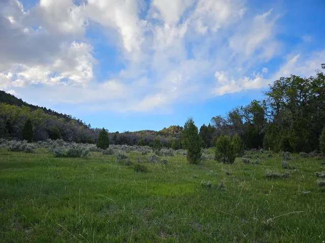 Expansive acreage featuring natural grasslands, scattered evergreen trees, and surrounding mature foliage