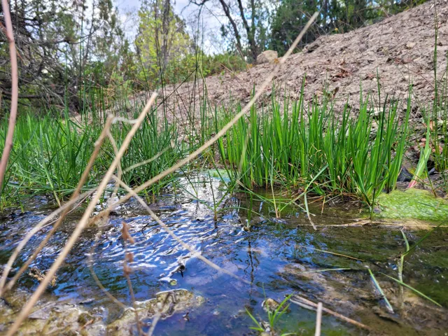 Natural water feature with verdant plant life and varied foliage