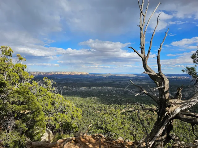 Expansive outdoor landscape featuring distant mountains, dense tree cover, and a foreground of green foliage and a prominent bare tree