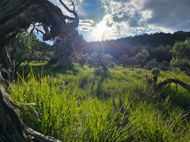Expansive natural landscape featuring varied topography, mature trees, dense vegetation, and abundant natural light