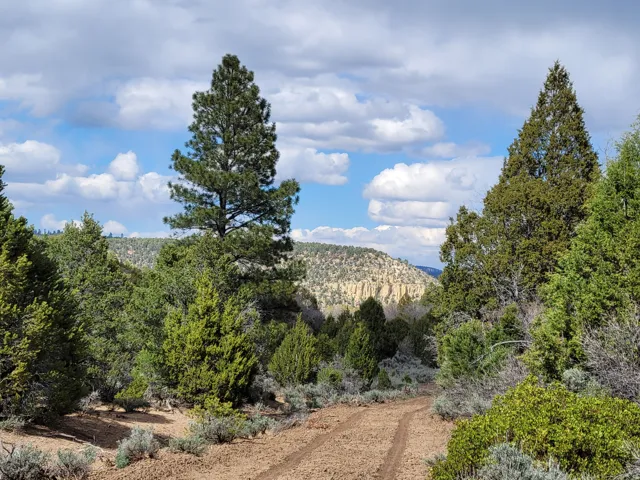 Natural landscape featuring a dirt path, diverse evergreen trees, and distant rock formations under a partly cloudy sky