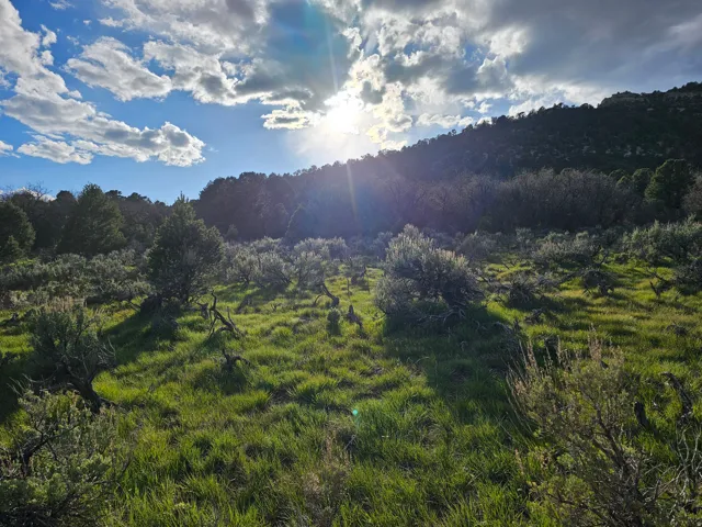 Expansive natural landscape featuring rolling hills, abundant green grass, and varied shrubbery