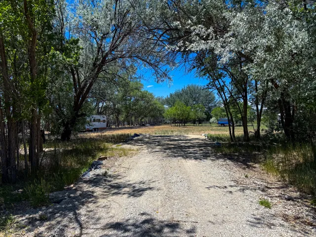 Gravel driveway bordered by mature trees and natural landscaping