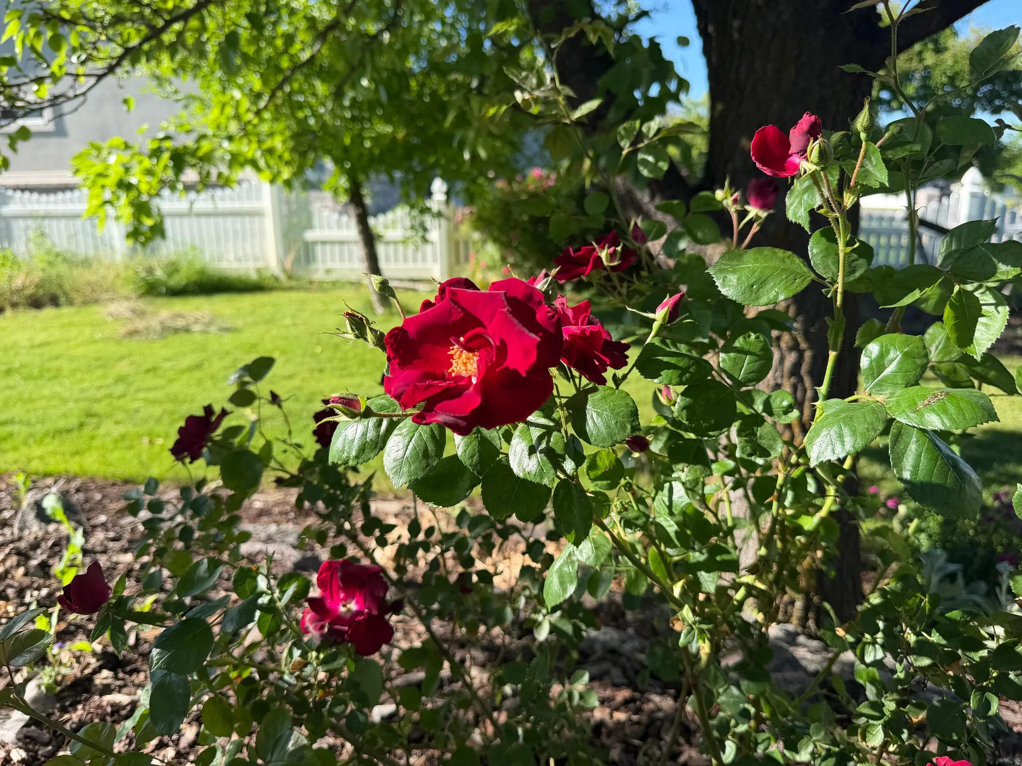 Manicured landscaping featuring a vibrant red rose bush, mature tree, and lush green lawn