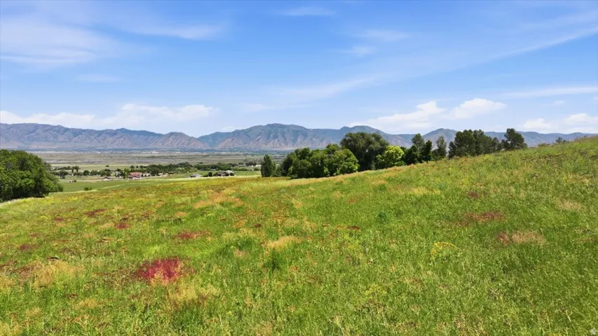 Expansive rolling hills with natural grass and scattered wildflowers
