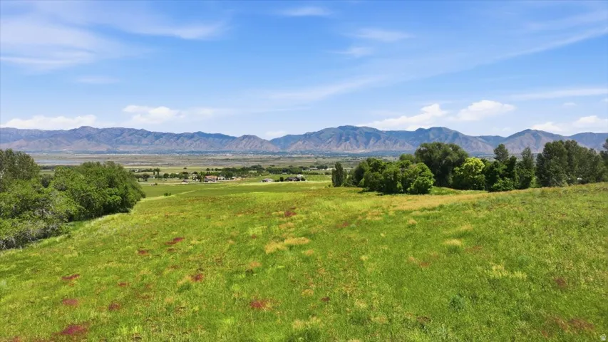 Expansive green field featuring varied flora and distant mountain ranges