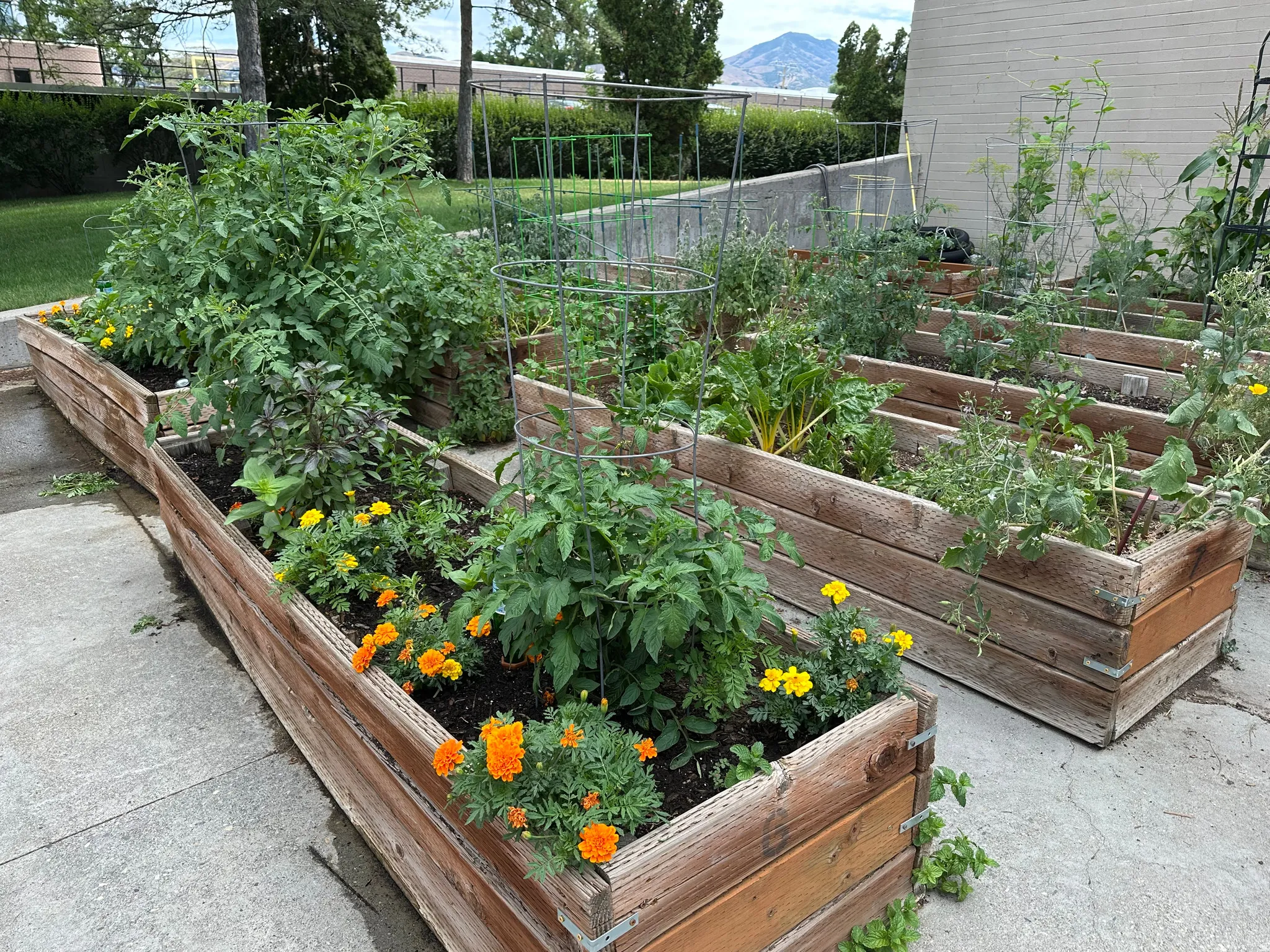 Dedicated garden area featuring multiple wood-framed raised garden beds