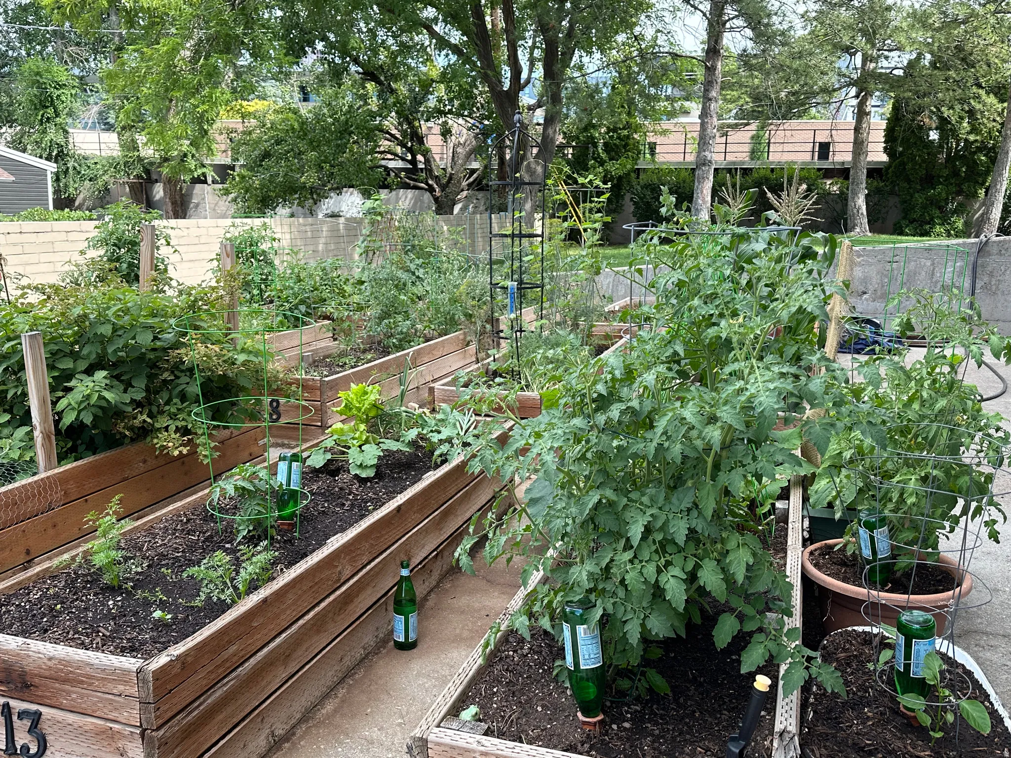 Backyard featuring multiple wood-framed raised garden beds, established plants, and a concrete retaining wall