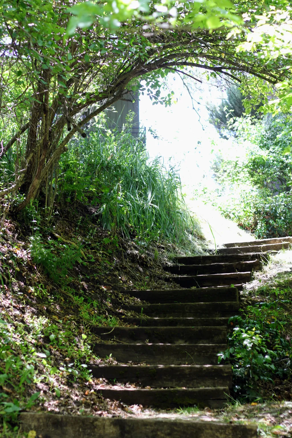 Outdoor stone staircase ascending a natural incline, framed by dense foliage and a verdant tree canopy