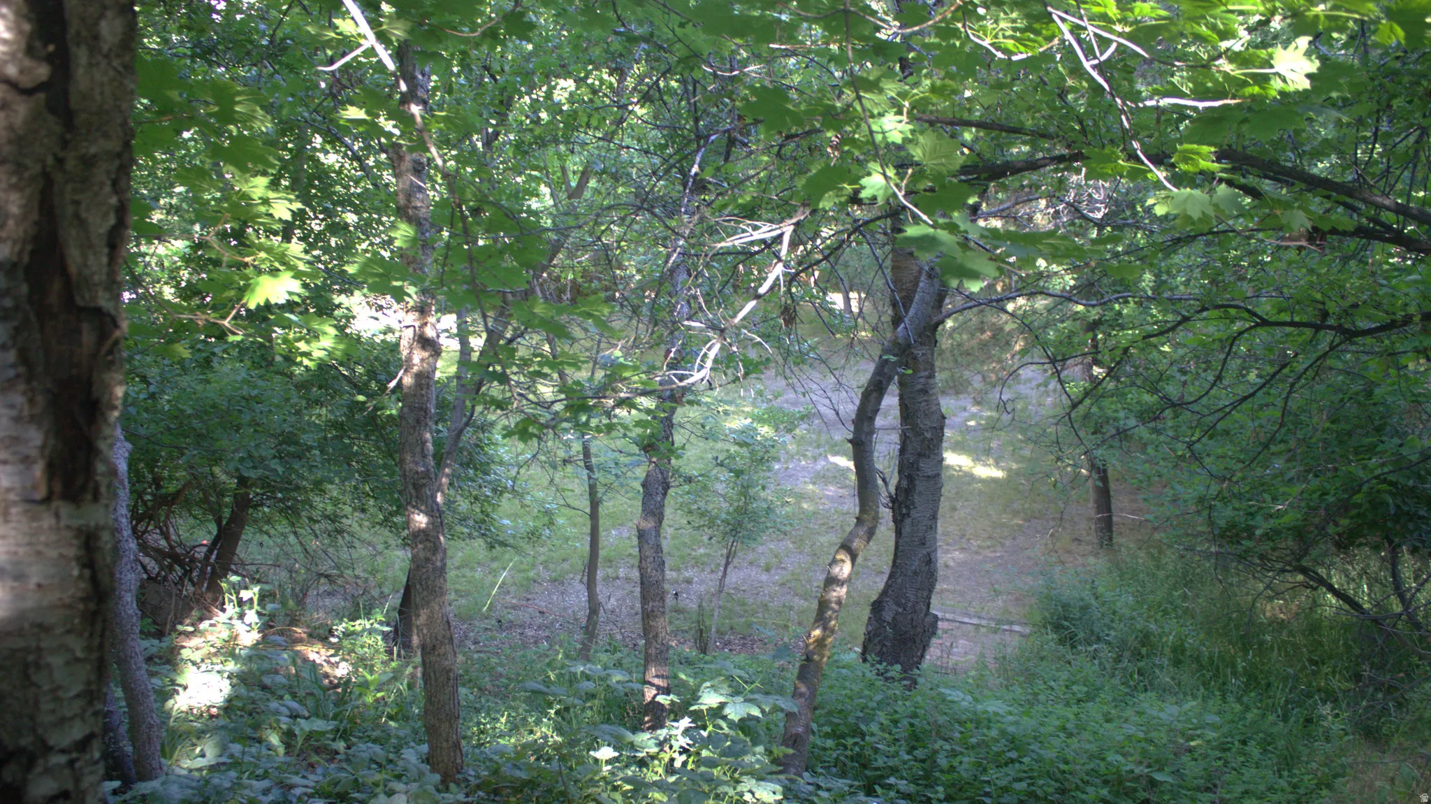 Wooded landscape featuring mature trees and lush undergrowth