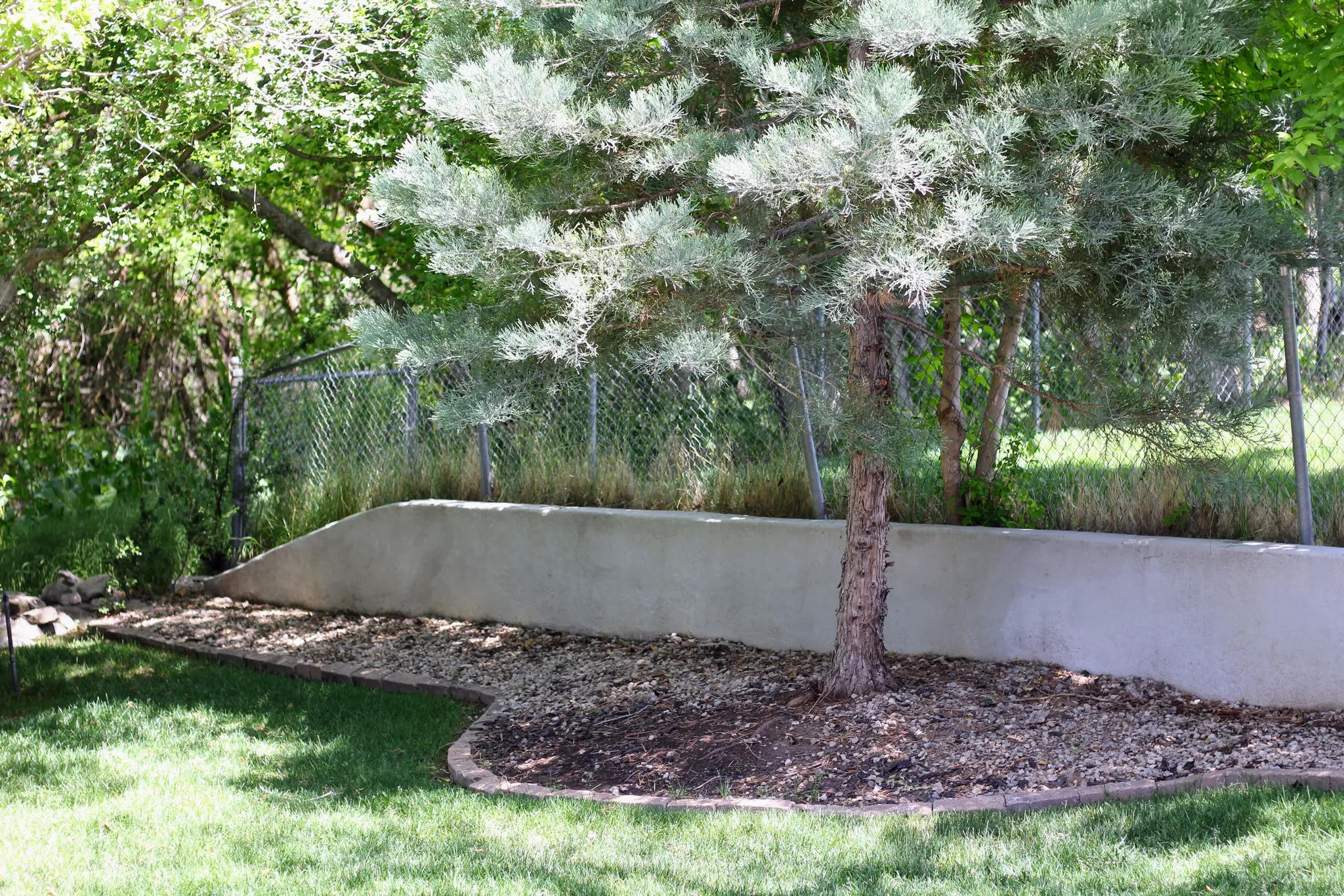 Mature tree with a natural mulch bed, bordered by a concrete retaining wall and a chain-link fence