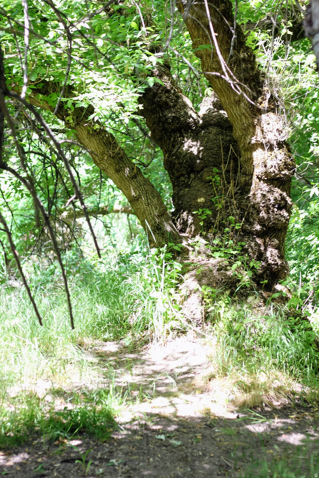 Natural terrain path framed by abundant foliage and mature trees