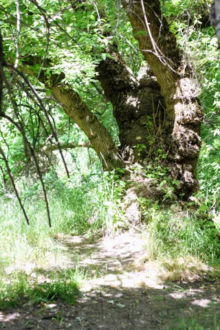 Natural terrain path framed by abundant foliage and mature trees