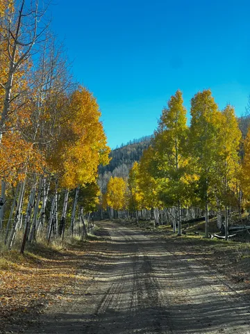 Unpaved road winding through a landscape of mature aspen trees with golden foliage