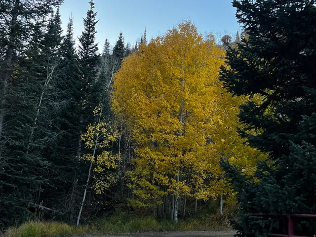 Dense forest setting featuring evergreen trees and vibrant yellow deciduous foliage