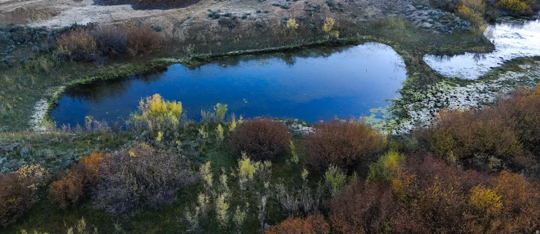 Natural pond surrounded by varied foliage