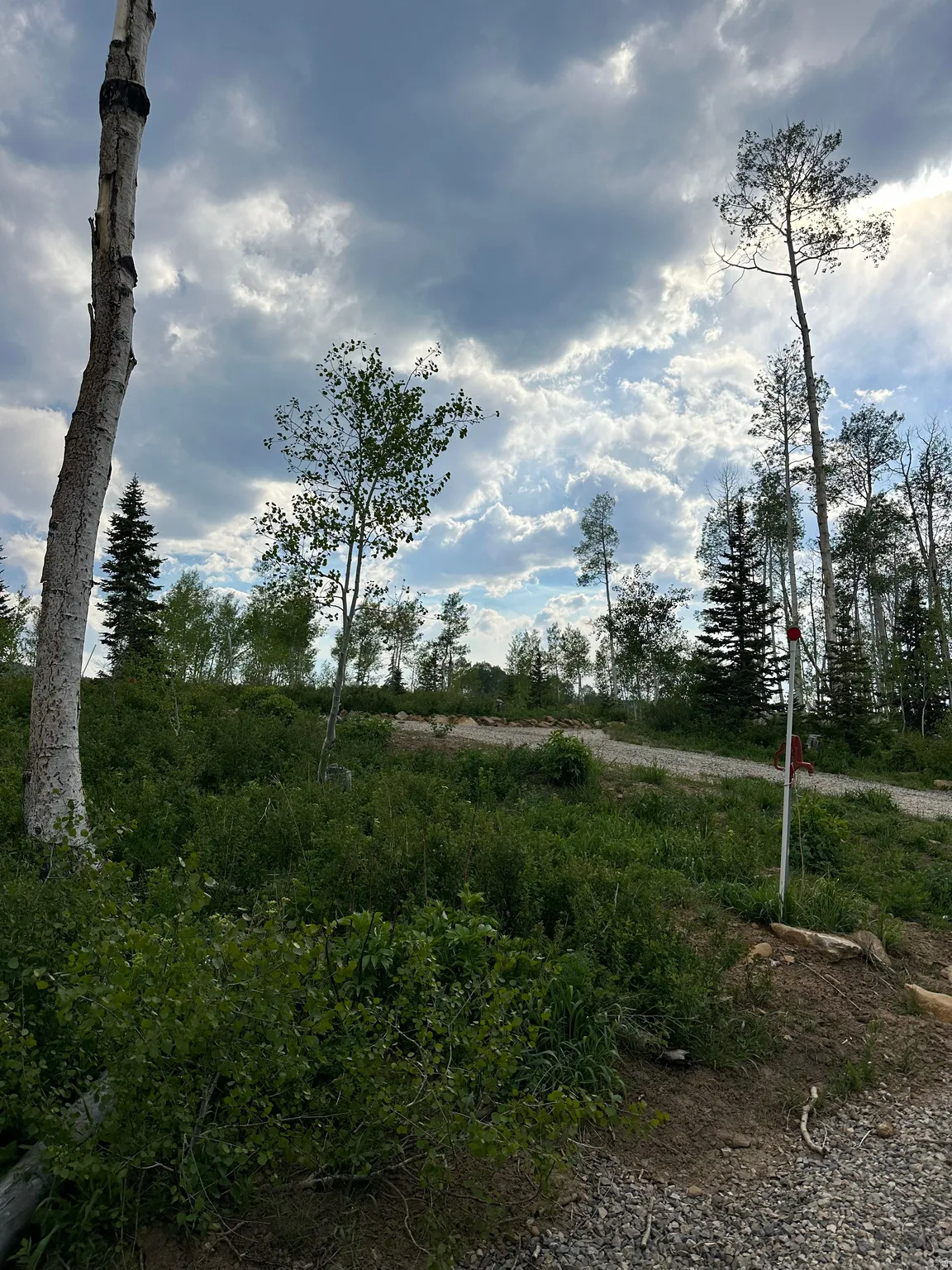 Wooded lot featuring a mix of mature deciduous and evergreen trees, sloped terrain, and varied natural vegetation