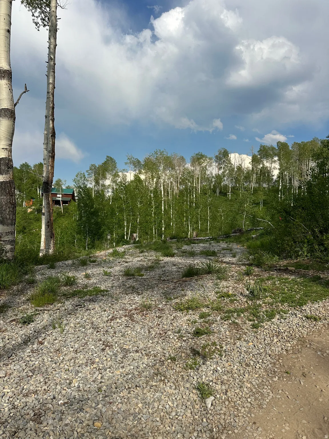 Gravel terrain bordered by mature aspen trees and lush green foliage