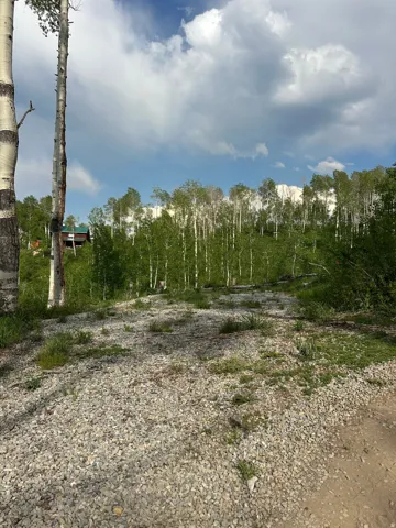 Gravel terrain bordered by mature aspen trees and lush green foliage