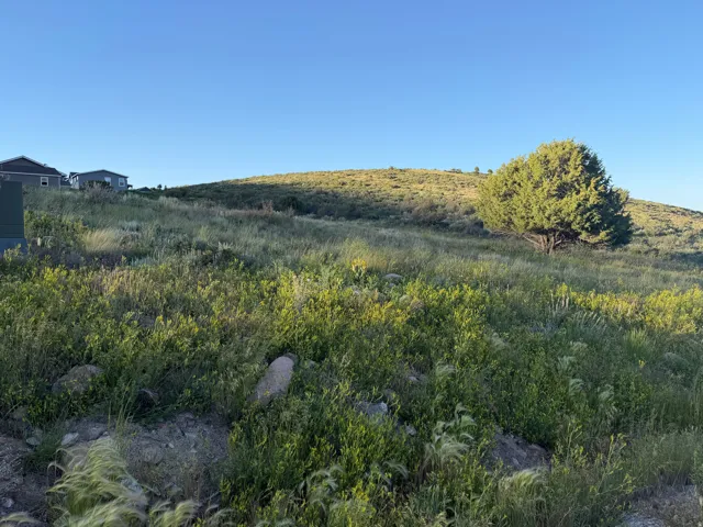 Expansive sloped terrain featuring natural ground cover and scattered foliage