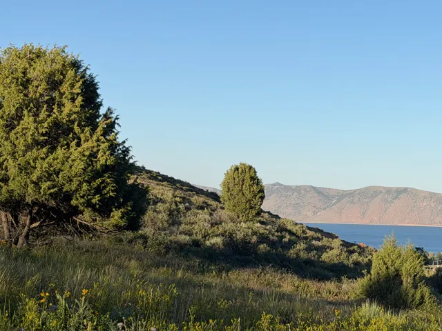 Expansive hillside landscaping featuring mature evergreen trees and natural shrubbery