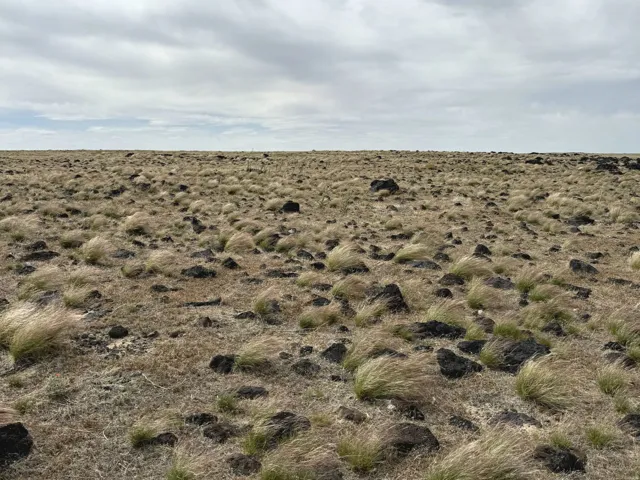 Expansive natural landscape featuring scattered dark volcanic rock formations and native grasses under an open sky