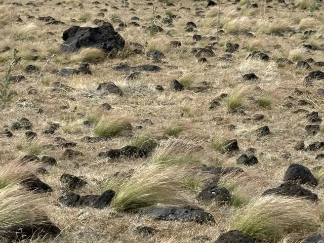 Natural landscape featuring sporadic volcanic rock formations and varied dry grasses