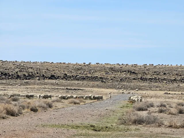 Expansive natural landscape with a gravel road, dry brush, and a distant rocky hillside under a clear sky