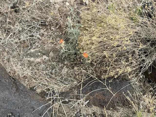 Natural landscaping featuring low-growing foliage and vibrant orange blooms against a backdrop of dark rock formations and dry brush