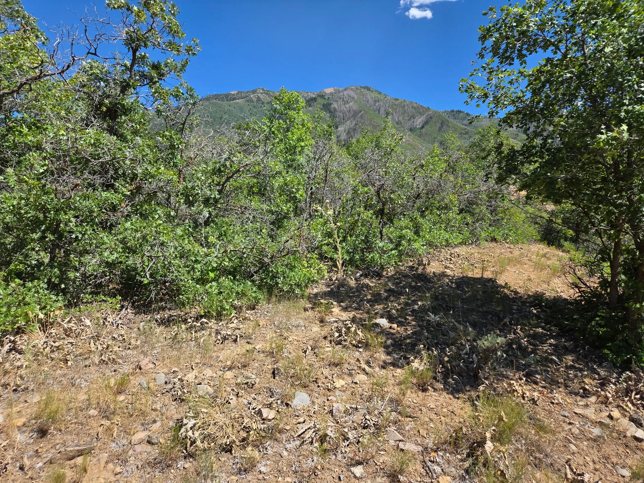 Mountainous terrain featuring diverse foliage and exposed rocky ground