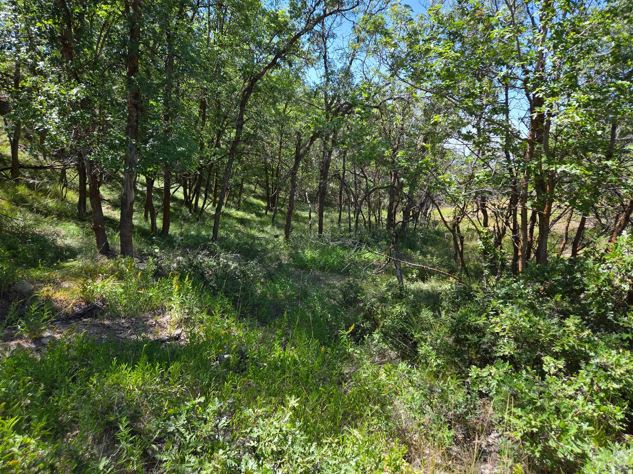 Wooded terrain featuring mature trees and varied green foliage
