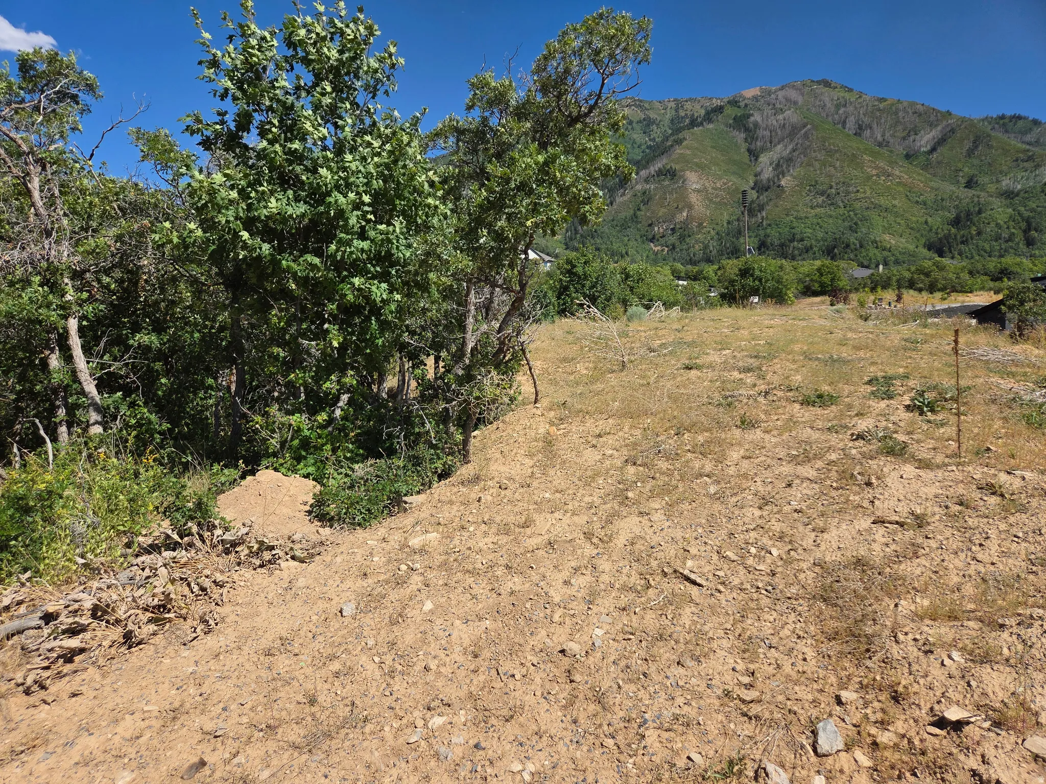 Expansive undeveloped lot featuring natural vegetation, mature trees, and a mountain backdrop