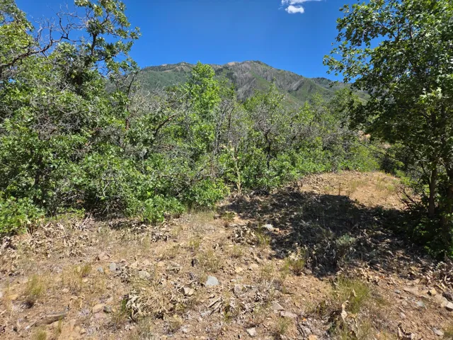 Mountainous terrain featuring diverse foliage and exposed rocky ground