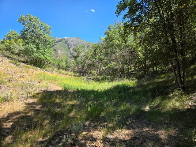 Expansive natural landscape featuring varied terrain, abundant mature trees, and distant mountain peaks