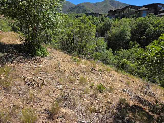 Sloping terrain featuring natural vegetation and distant mountain scenery