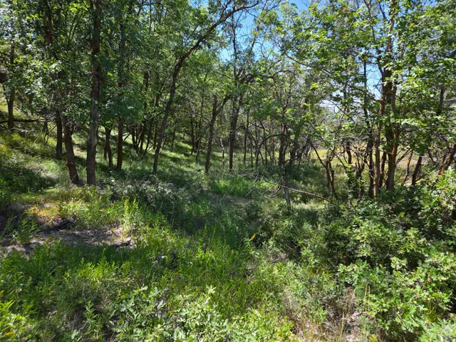 Wooded terrain featuring mature trees and varied green foliage